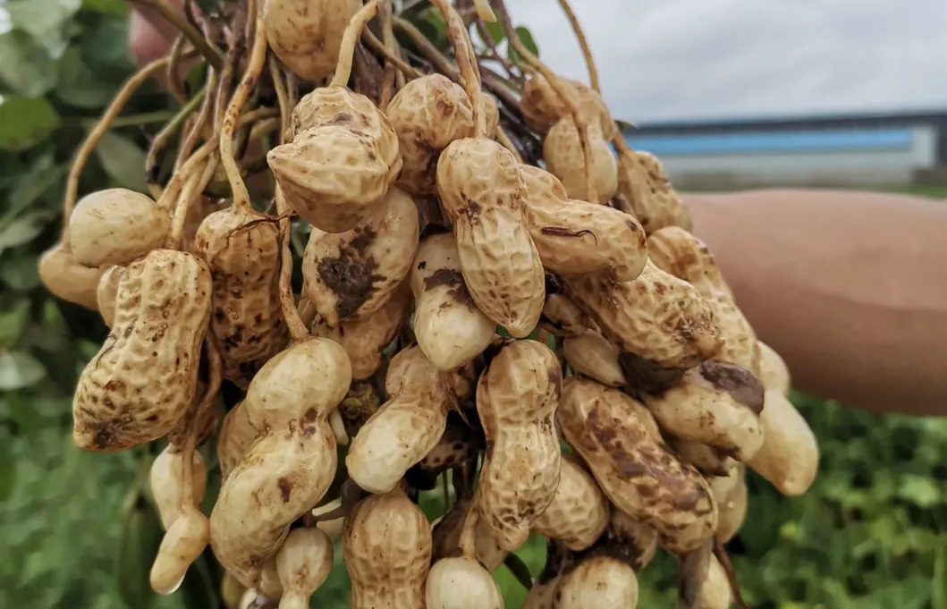 Factory Price Wholesale Peeled Blanched Raw Peanut Kernel HACCP with Without Shell Organic Natural Peanut From China