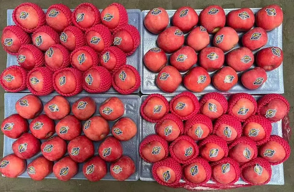 Nutritious and Vitamin-Rich Ripe Red FUJI Apples Are Sourced From High-Quality Suppliers in China