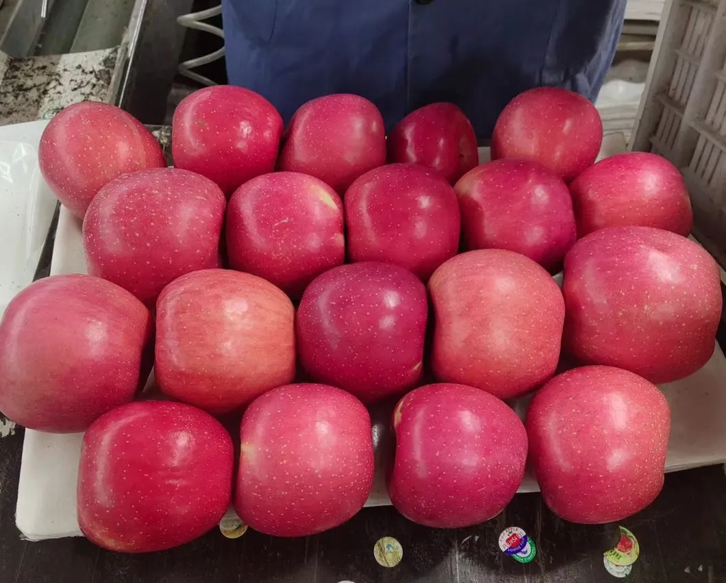 Nutritious and Vitamin-Rich Ripe Red FUJI Apples Are Sourced From High-Quality Suppliers in China
