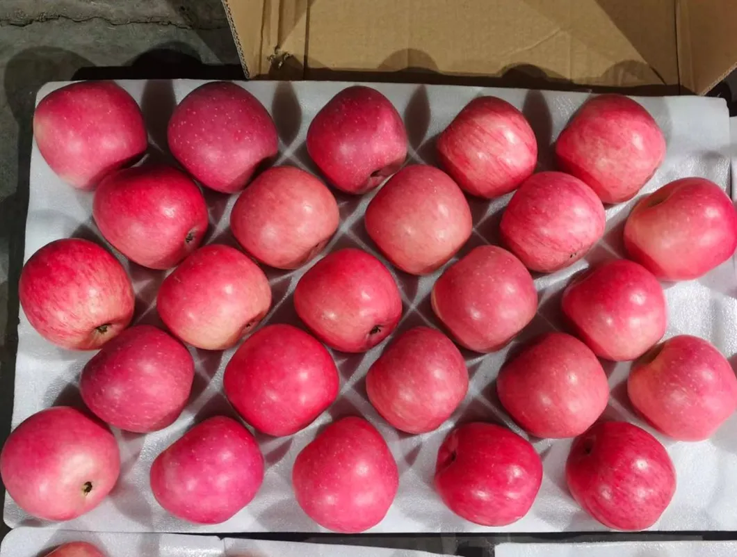 Nutritious and Vitamin-Rich Ripe Red FUJI Apples Are Sourced From High-Quality Suppliers in China