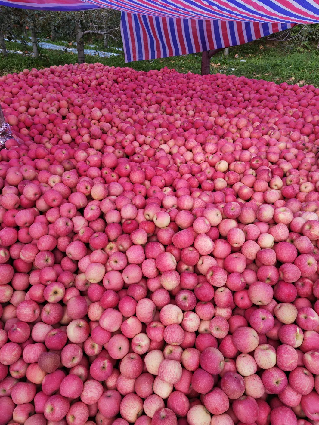 Nutritious and Vitamin-Rich Ripe Red FUJI Apples Are Sourced From High-Quality Suppliers in China