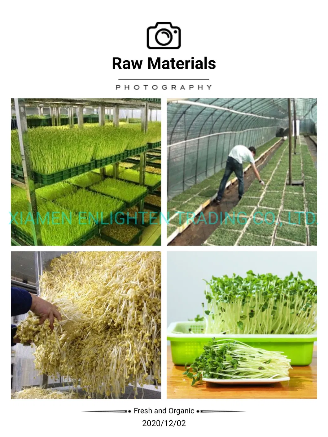 Canned Pickled Green Mung Bean Sprout From Fresh Raw Material in 3000gr 3kg 3100ml A10 Tin