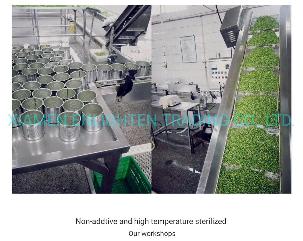 Canned Pickled Green Mung Bean Sprout From Fresh Raw Material in 3000gr 3kg 3100ml A10 Tin