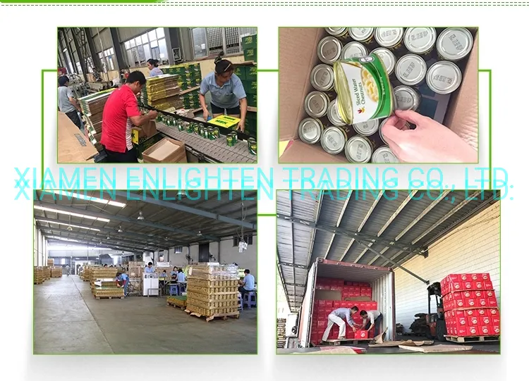 Canned Pickled Green Mung Bean Sprout From Fresh Raw Material in 3000gr 3kg 3100ml A10 Tin