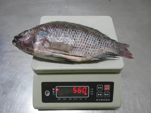 Fresh Frozen Premium Quality Fish Frozen Seafood Wgs Tilapia with All Size