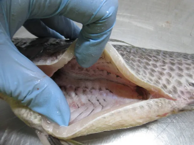 Fresh Frozen Premium Quality Fish Frozen Seafood Wgs Tilapia with All Size