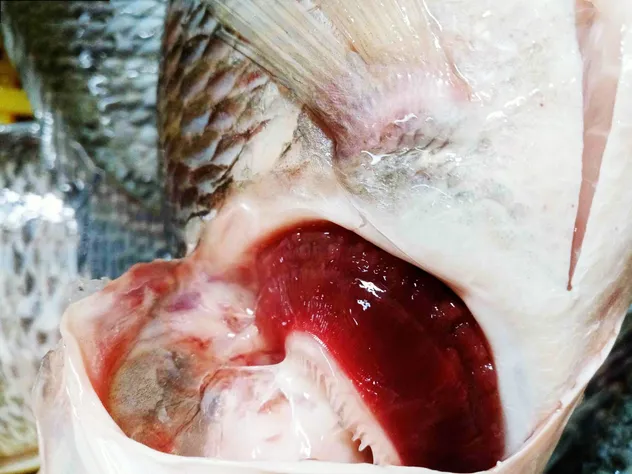 Fresh Frozen Premium Quality Fish Frozen Seafood Wgs Tilapia with All Size