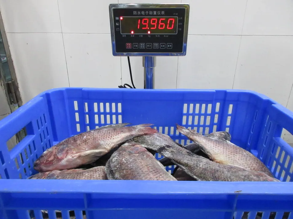 Fresh Frozen Premium Quality Fish Frozen Seafood Wgs Tilapia with All Size