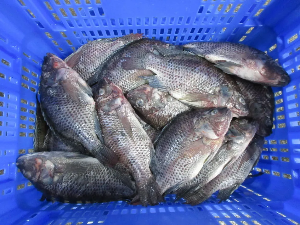 Fresh Frozen Premium Quality Fish Frozen Seafood Wgs Tilapia with All Size