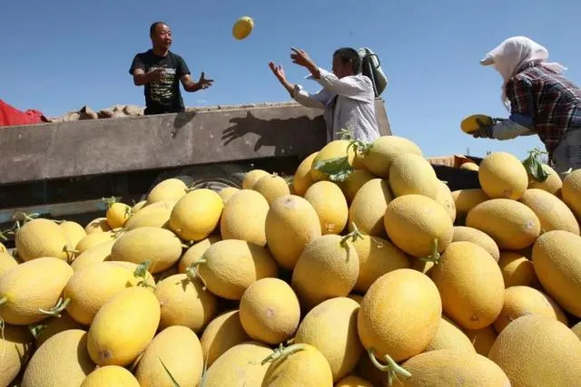 Hami Melon Seed Yellow Melon Seeds for Sowing