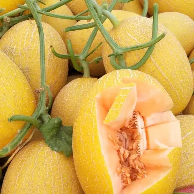 Hami Melon Seed Yellow Melon Seeds for Sowing