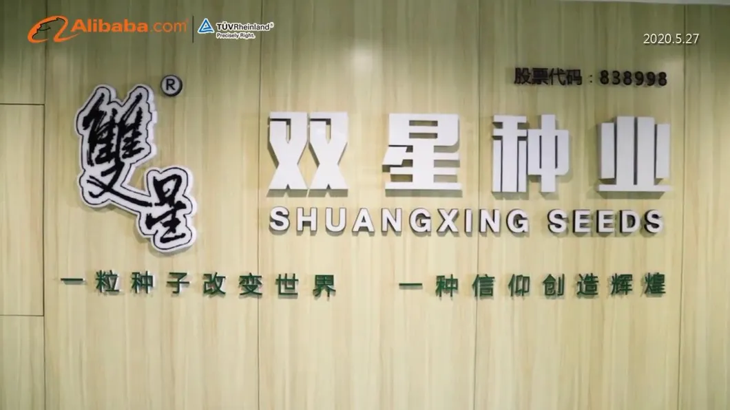 Hami Melon Seed Yellow Melon Seeds for Sowing