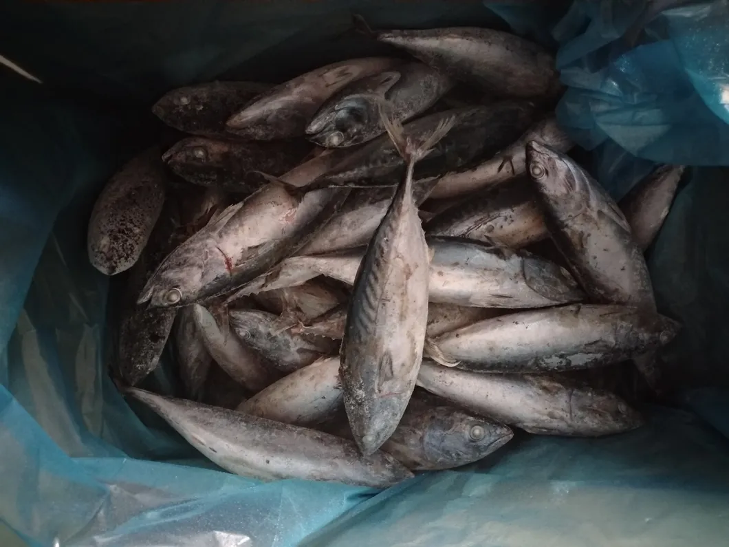 Whole Round IQF Frozen Seafood Bonito Fish (Sarda Orientalis)