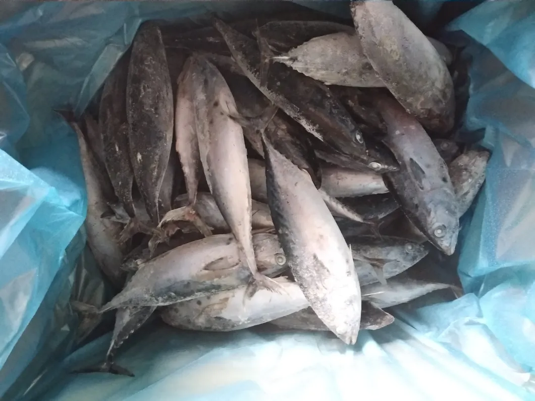 Whole Round IQF Frozen Seafood Bonito Fish (Sarda Orientalis)