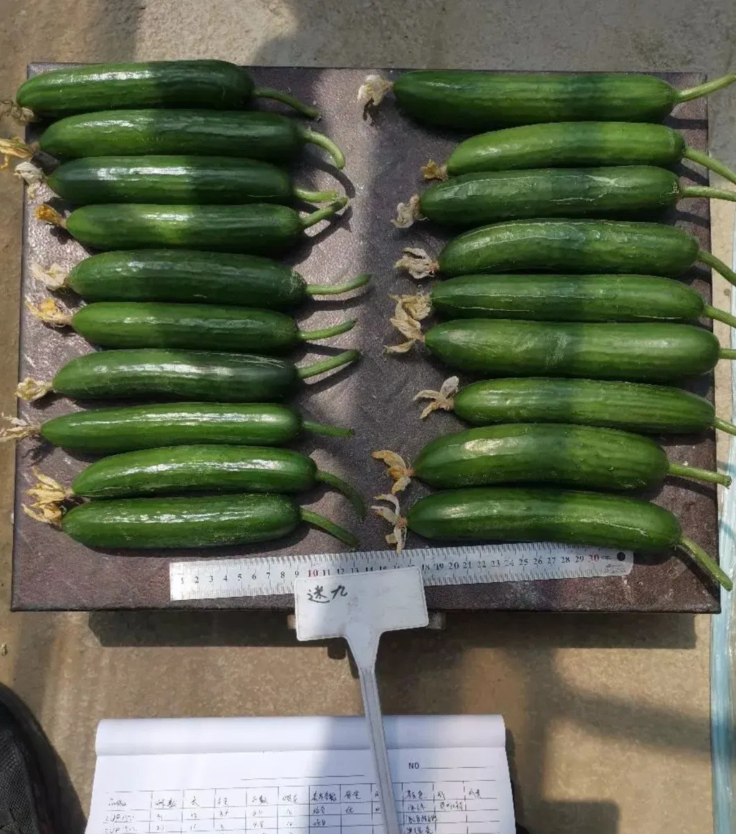 Multi Fruits Cucumber Seeds From China