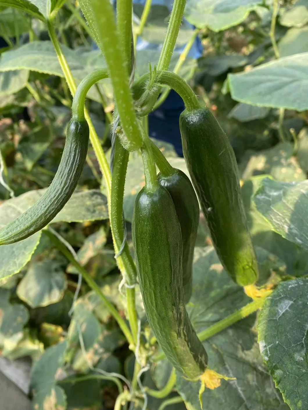 Multi Fruits Cucumber Seeds From China