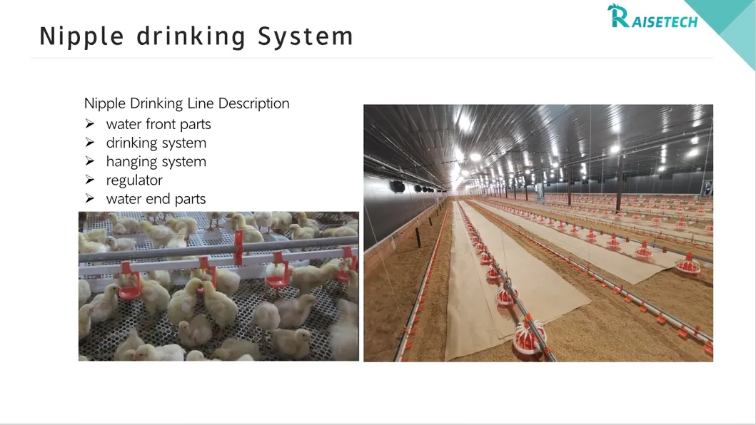 High-Quality Removable Trays Hygienic Small Farms Climate Control Broiler Falt Raising System