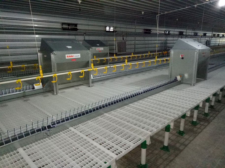 High-Quality Removable Trays Hygienic Small Farms Climate Control Broiler Falt Raising System