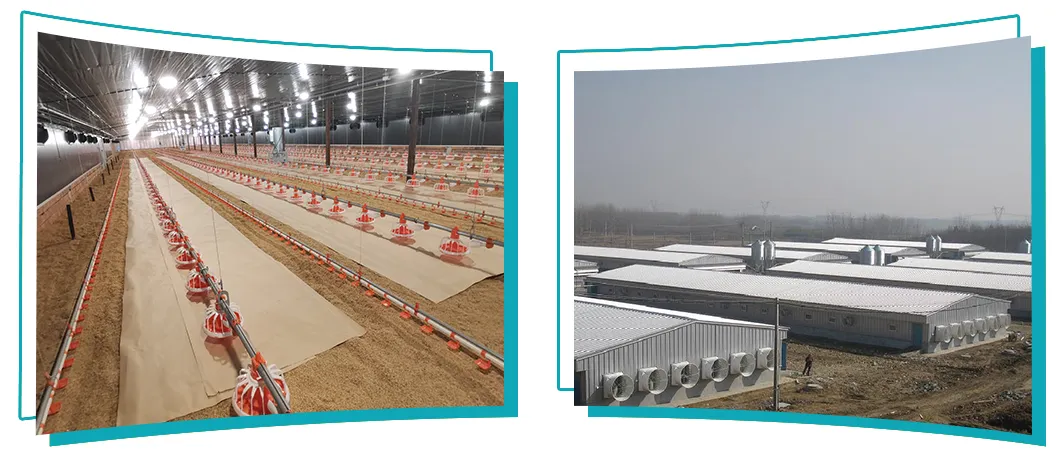 High-Quality Removable Trays Hygienic Small Farms Climate Control Broiler Falt Raising System