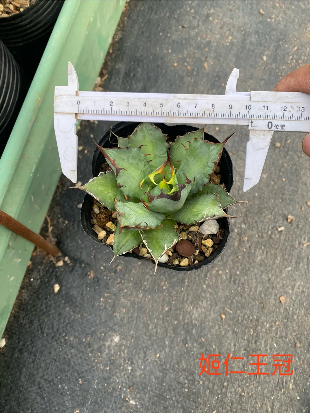 Agave Wholesale Potatorum 'kisshou-Kan-Nishiki' Small Indoor Succulents Bonsai Nursery