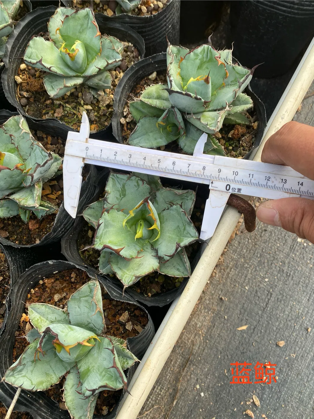 Agave Wholesale Potatorum 'kisshou-Kan-Nishiki' Small Indoor Succulents Bonsai Nursery