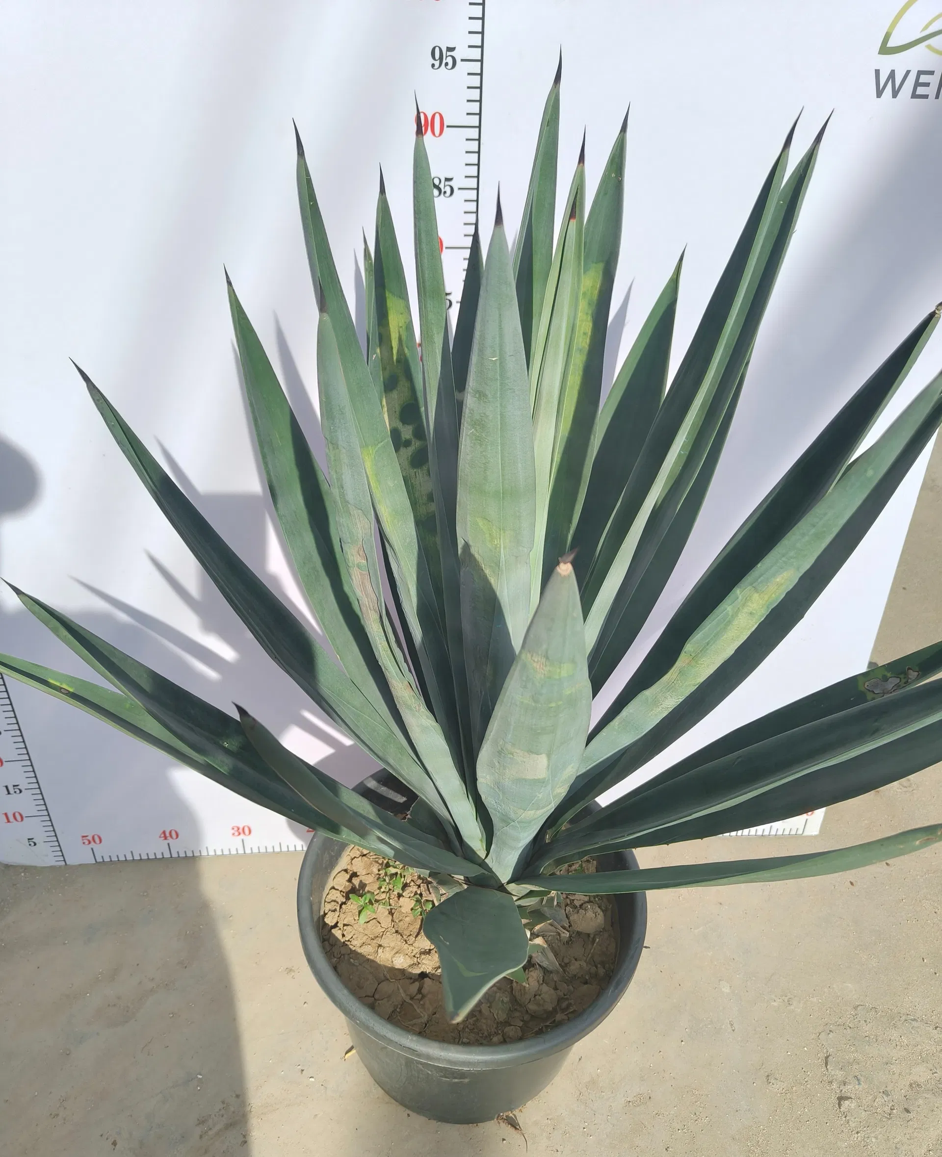 Agave Sisalana Outdoor Ornamental Agave Live Plant Ready for Ship