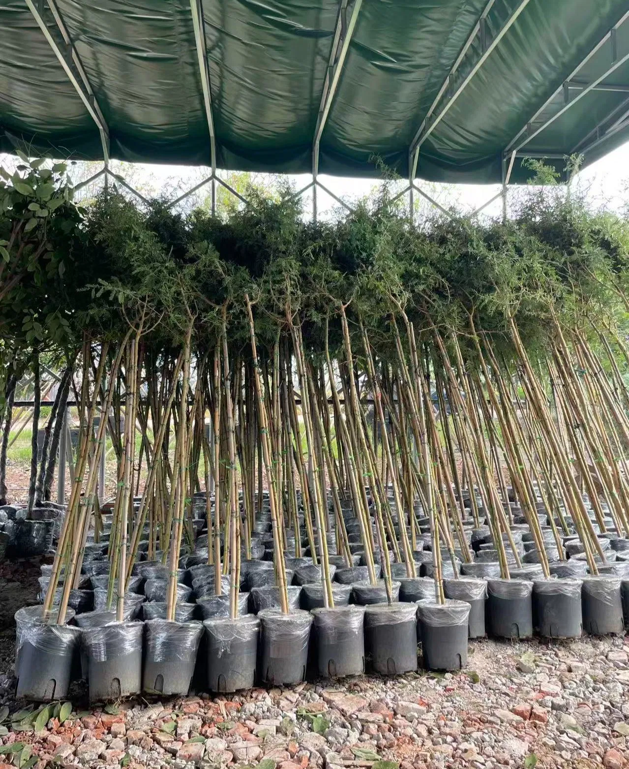 Agave Sisalana Outdoor Ornamental Agave Live Plant Ready for Ship