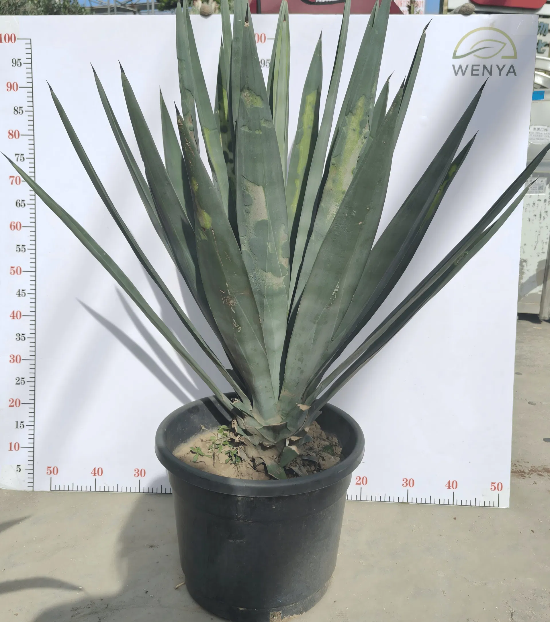 Agave Sisalana Outdoor Ornamental Agave Live Plant Ready for Ship