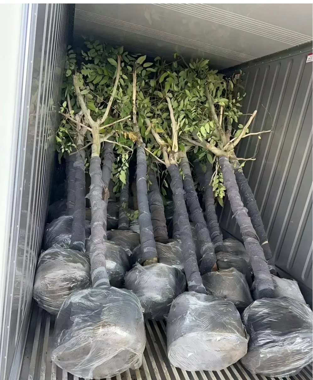 Agave Sisalana Outdoor Ornamental Agave Live Plant Ready for Ship