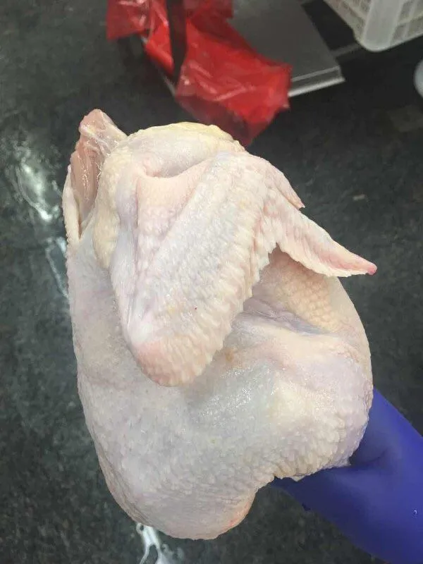 Frozen Halal Whole Chicken Griller with Best Quality Wholesale