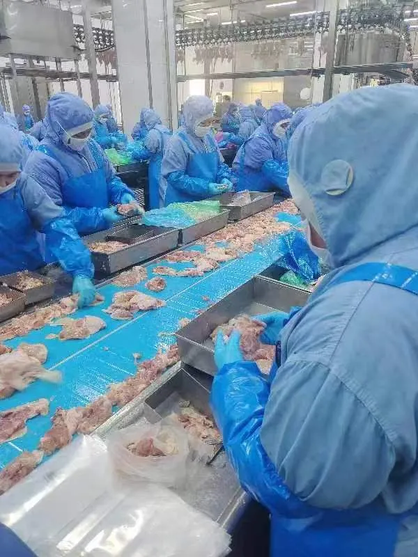 Frozen Halal Whole Chicken Griller with Best Quality Wholesale