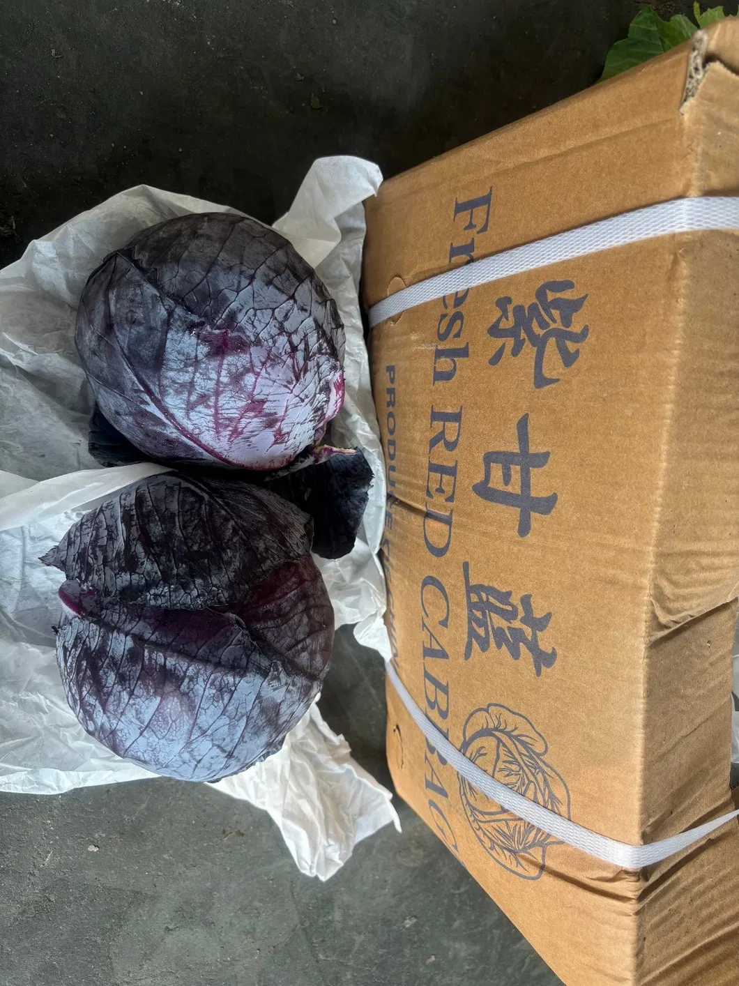 Fresh Chinese Green/White/Beijing/Red Cabbage