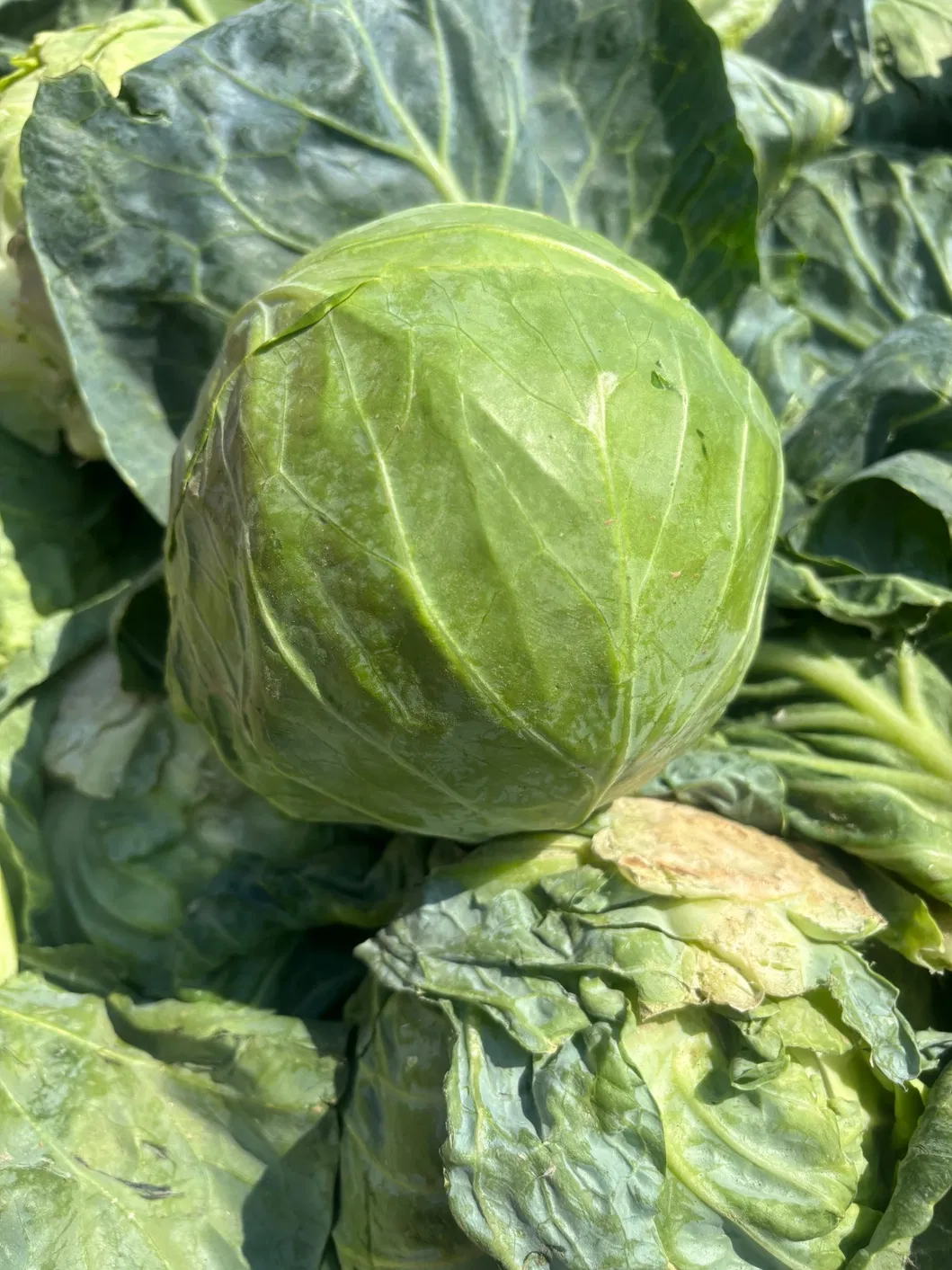 Fresh Chinese Green/White/Beijing/Red Cabbage