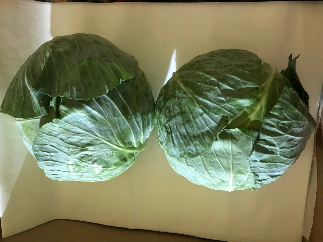 Fresh Chinese Green/White/Beijing/Red Cabbage