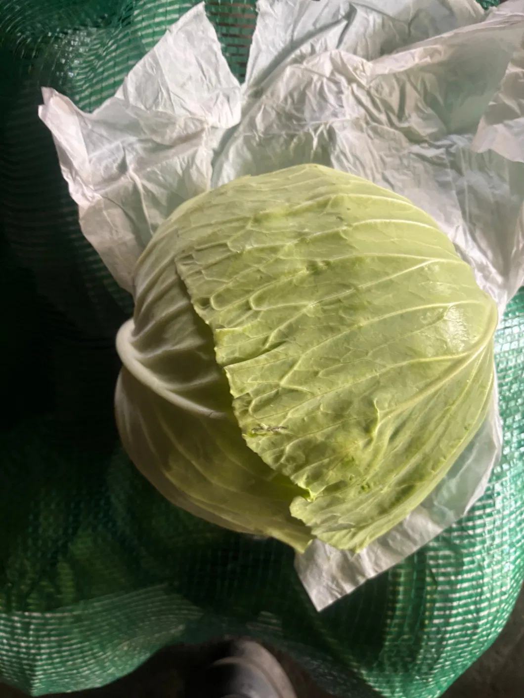 Fresh Chinese Green/White/Beijing/Red Cabbage