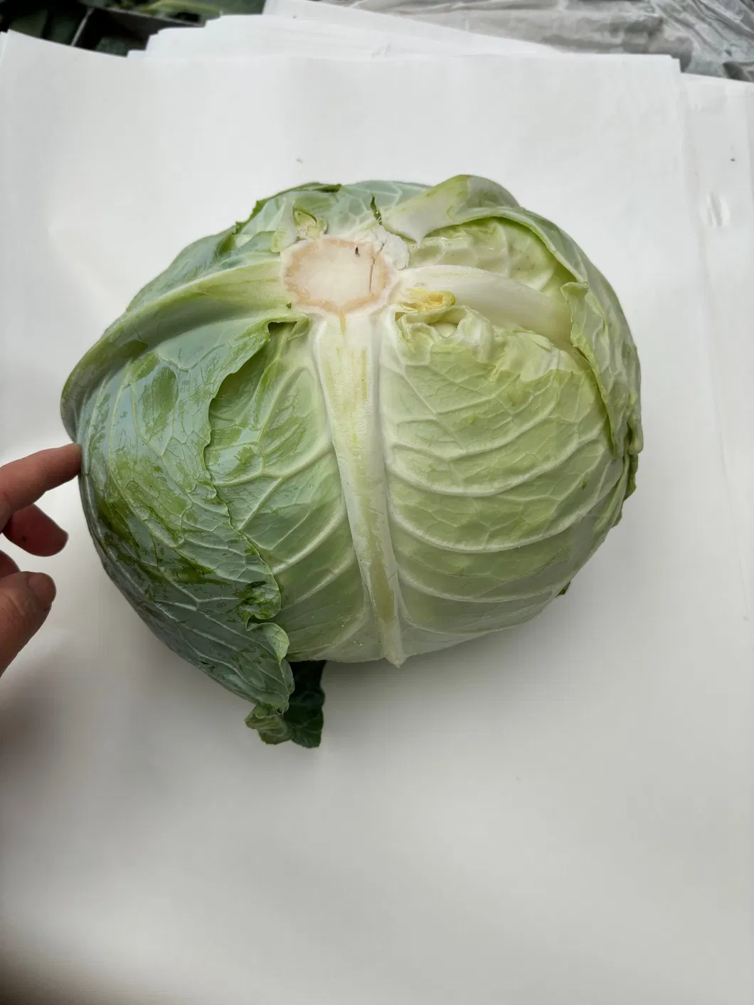 Fresh Chinese Green/White/Beijing/Red Cabbage