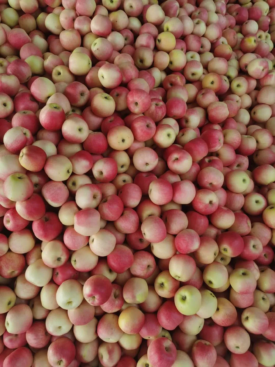 Fresh Premium Quality New Crop Red Gala Apple