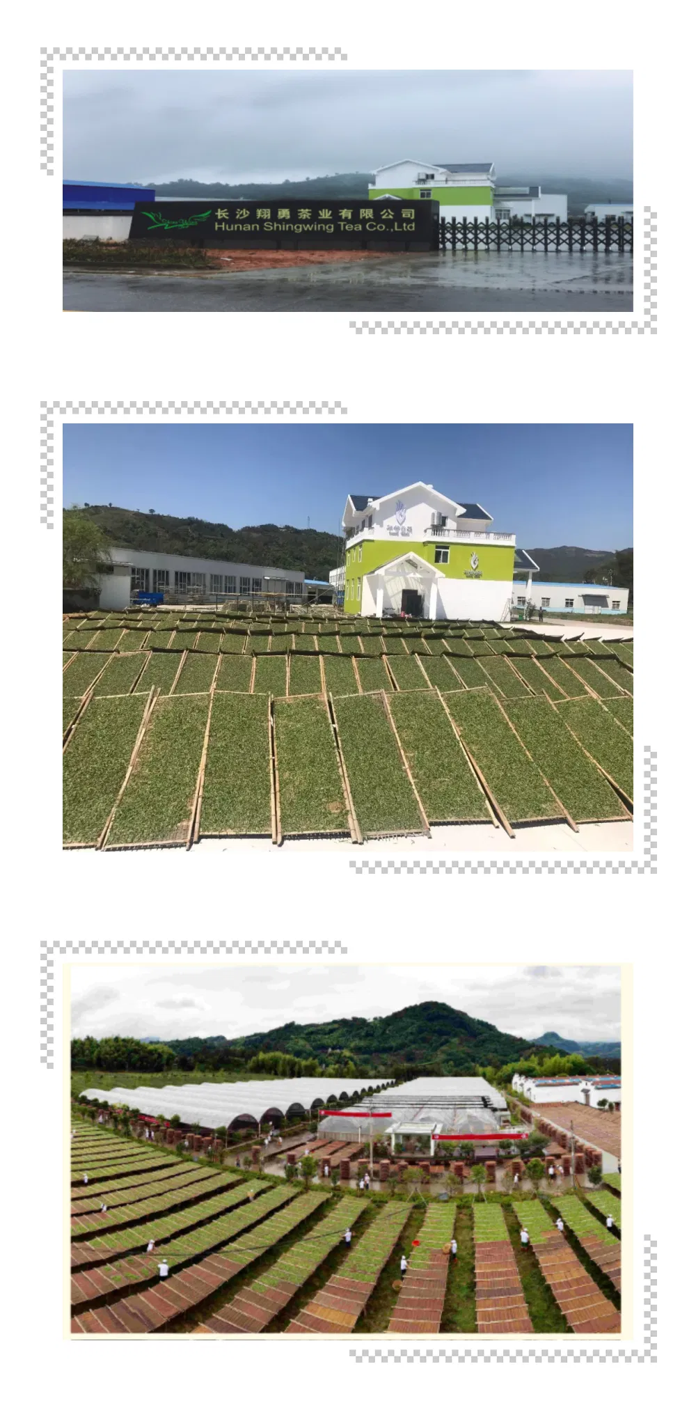 Green Tea Fannings Dust Rain Forest Organic 1.1-1.4mm for Tea Bags