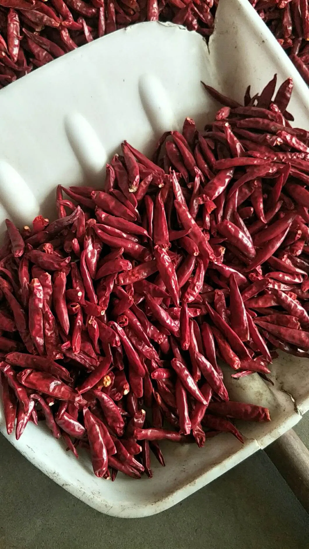 New Crop Chaotian Chili From China