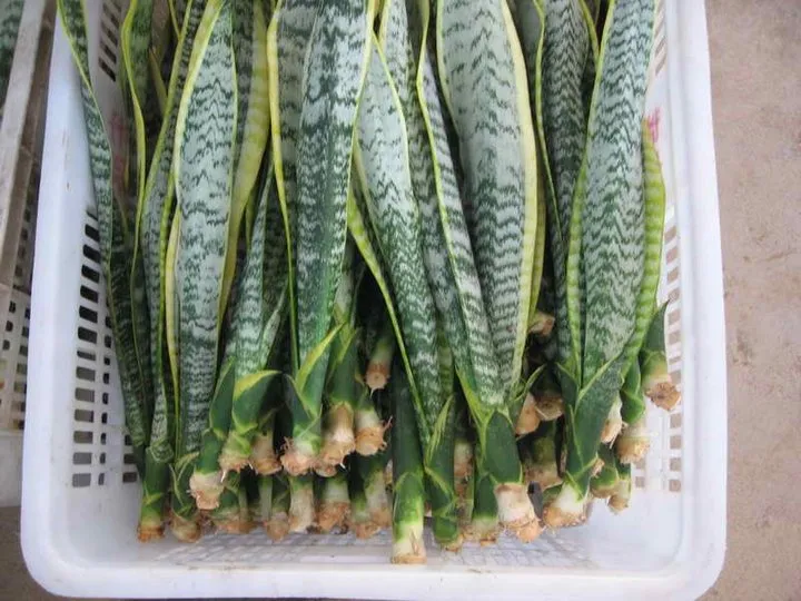 Hot Selling High Quality Sansevieria Dracaena Trifasciata Snake Plants for Sale