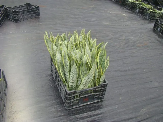 Hot Selling High Quality Sansevieria Dracaena Trifasciata Snake Plants for Sale