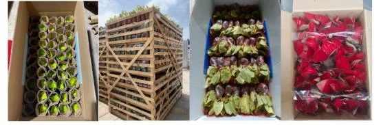 Hot Selling High Quality Sansevieria Dracaena Trifasciata Snake Plants for Sale