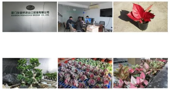 Hot Selling High Quality Sansevieria Dracaena Trifasciata Snake Plants for Sale