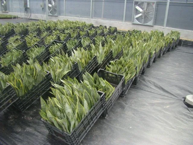 Hot Selling High Quality Sansevieria Dracaena Trifasciata Snake Plants for Sale