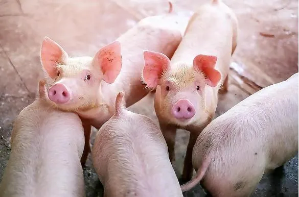 High Purity Soluble Organic Seaweed Powder for Reducing Feeding Costs