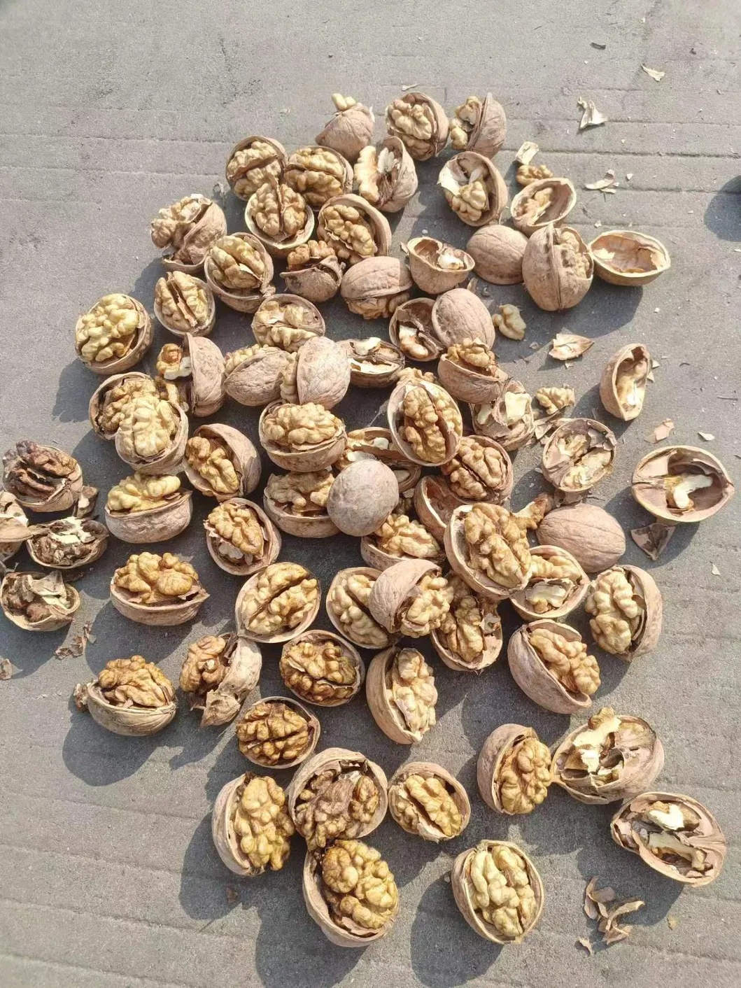 High Quality 185 Walnut Inshell Stocks Sale at The Factory Price