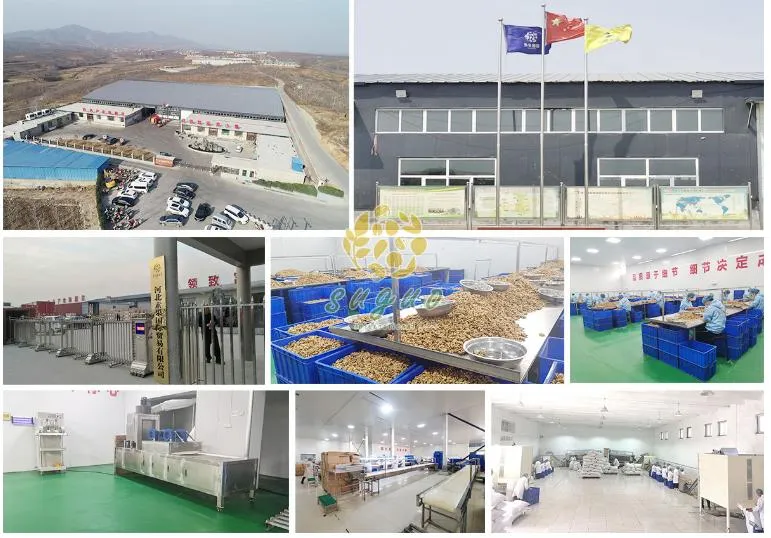 High Quality 185 Walnut Inshell Stocks Sale at The Factory Price