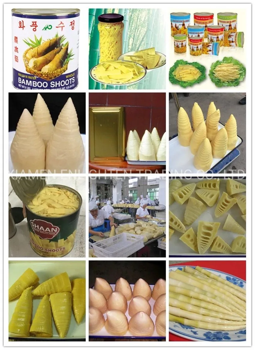 Fresh Canned Baby Corn Spear in Brine