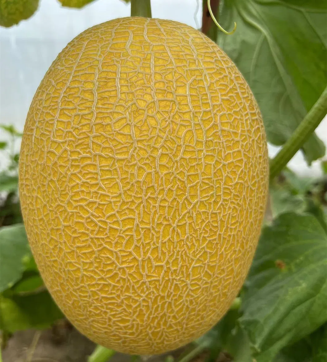 Hybrid F1 Yellow Peel Sweet Melon Seeds for Growing-Golden Net No. 9