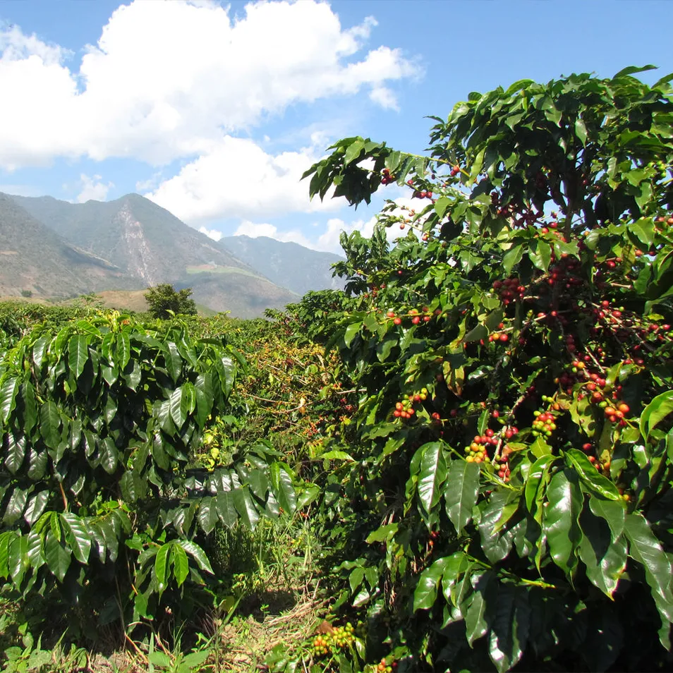 High Quality Yunnan Arabica Green Coffee Beans for Sale